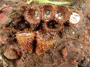  ,   Lactarius helvus 